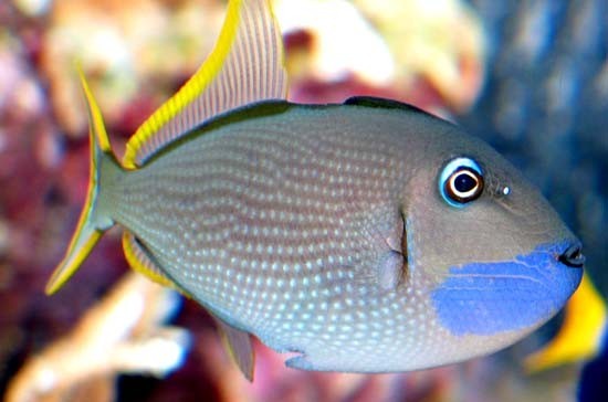 XANTHICHTHYS AUROMARGINATUS